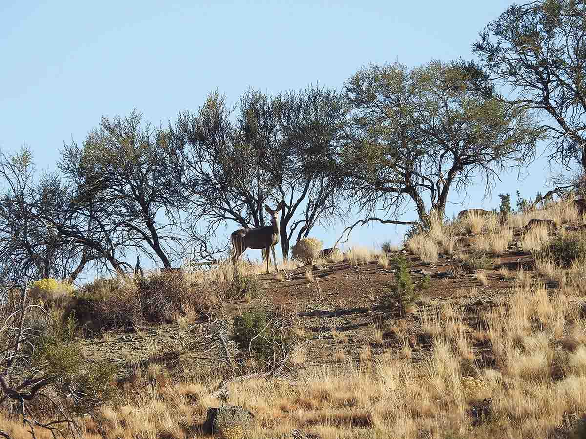 A mule deer doe surprised on a ridge.